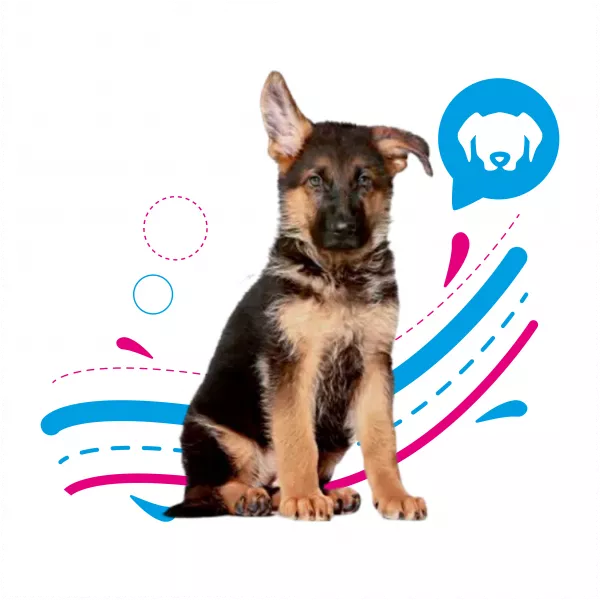 ROYAL CANIN MAXI PUPPY - 15KG