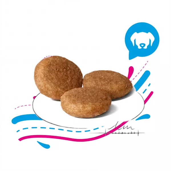 ROYAL CANIN MEDIUM ADULTO  - 4KG