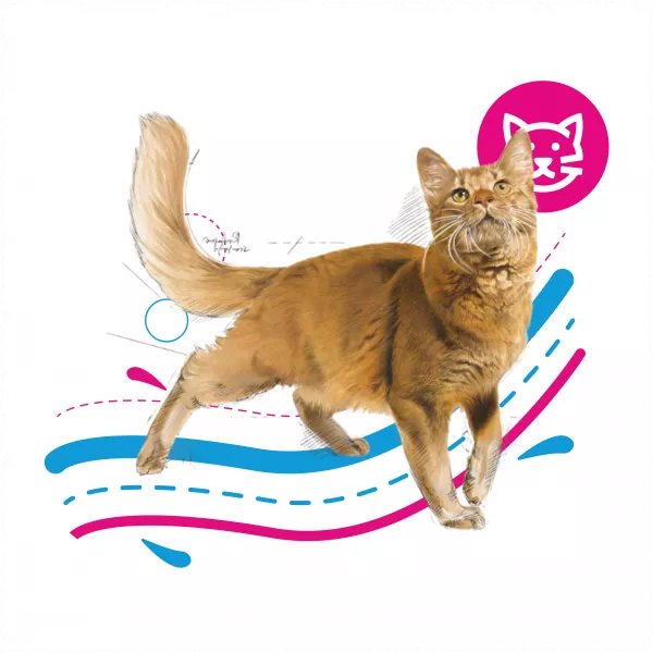 ROYAL CAT FIT - 10 KG