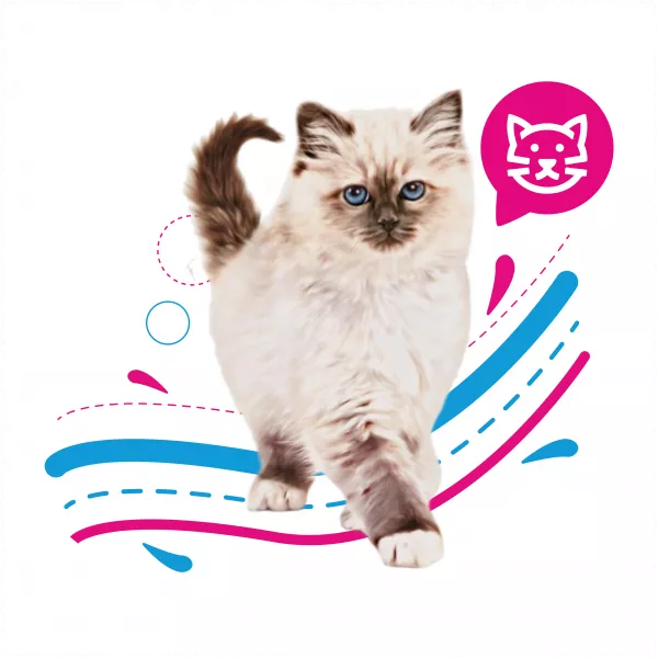 ROYAL CAT KITTEN - 2KG