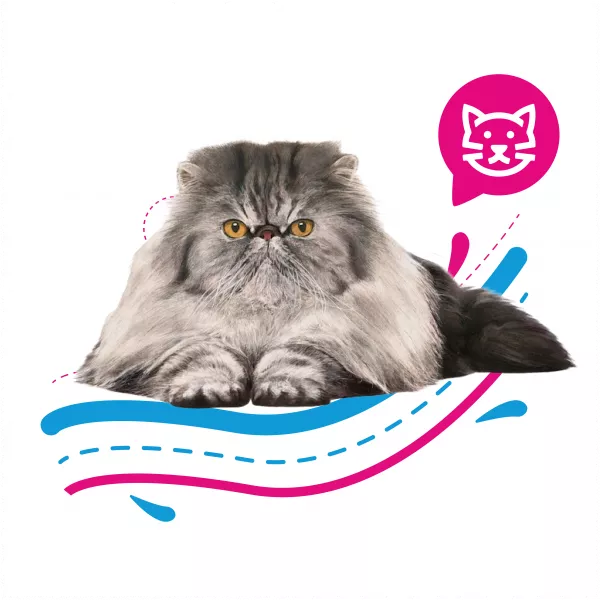ROYAL CAT PERSIAN - 2 KG