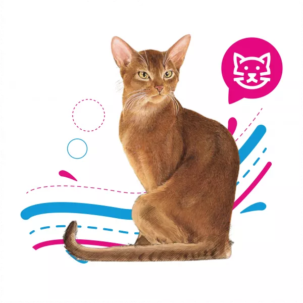 ROYAL CAT SAVOUR X 2 KG