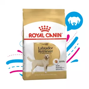 ROYAL CANIN LABRADOR RETREIVER ADULTO 13.6 KG