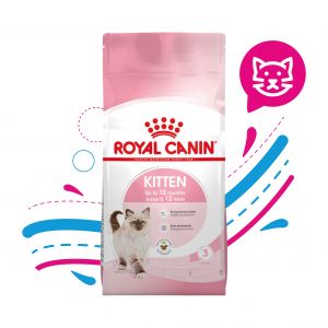 ROYAL CAT KITTEN - Animal Center