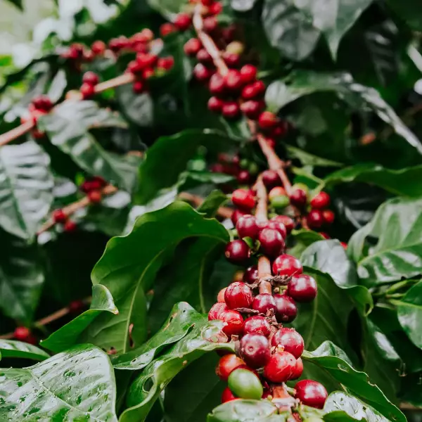 12 oz Ground-High Roast/Arabica Colombian Specialty Coffee-Rainforest Alliance cert.-Farm to Cup