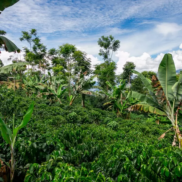 12 oz Whole Bean-Med Roast/Arabica Colombian Specialty Coffee-Rainforest Alliance cert.-Farm to Cup