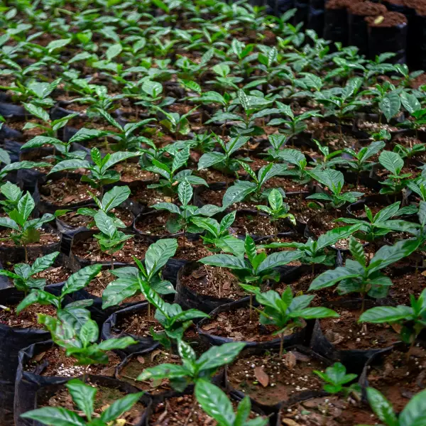 16 oz Ground-High Roast/Arabica Colombian Specialty Coffee-Rainforest Alliance cert.-Farm to Cup