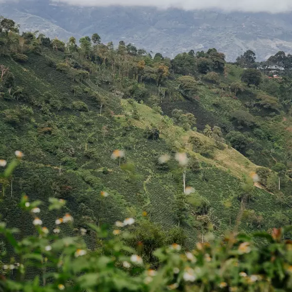 16 oz Ground-High Roast/Arabica Colombian Specialty Coffee-Rainforest Alliance cert.-Farm to Cup