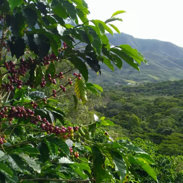 Ground Roasted Coffee 17.64 Oz /- Café Monteverde / Organic