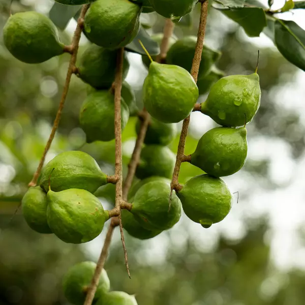 Macadamia Nuts / Unsalted / 352.74 oz