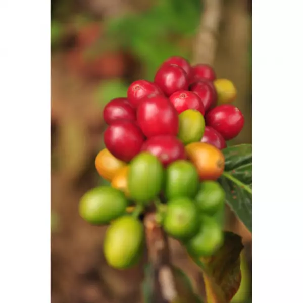 Trujillo Origin Coffee Ground 12 Oz Smooth Flavor. Sugar Cane. Melao And Ripe Fruit