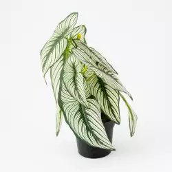 Calathea Artificial 317221080 En Matera 33Cm