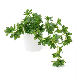 Planta Artificial Expressions 20X35Cm Verde Pol