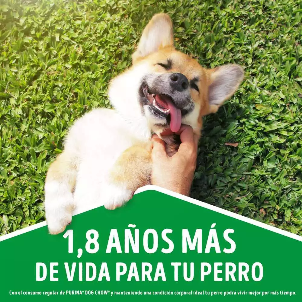 Alimento Humedo Perr Purina 100 Gr Cordero 12477300
