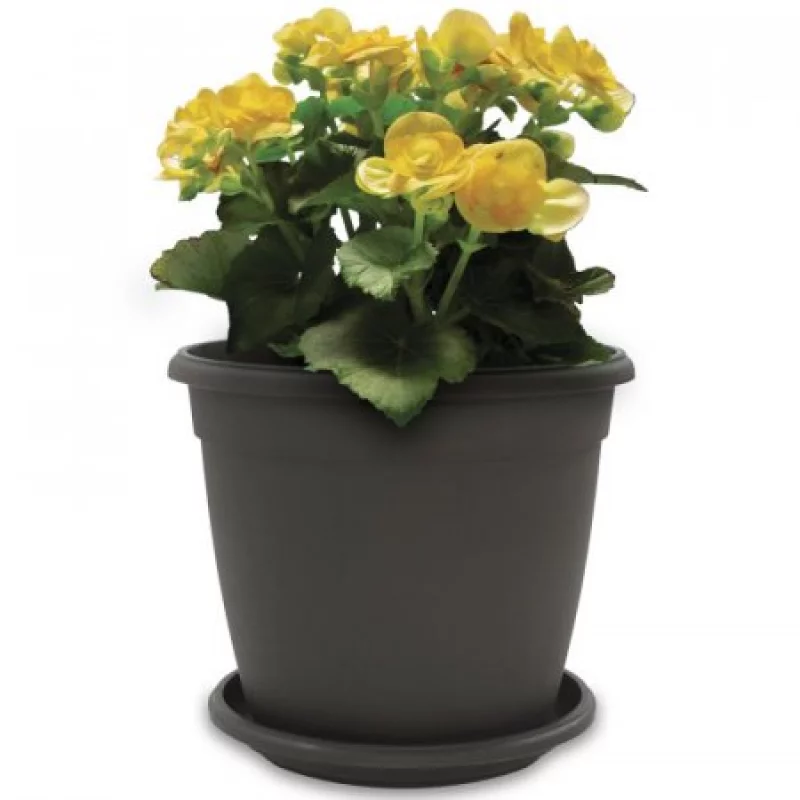 Matera Genova 26 Wengue + Plato 23Cm