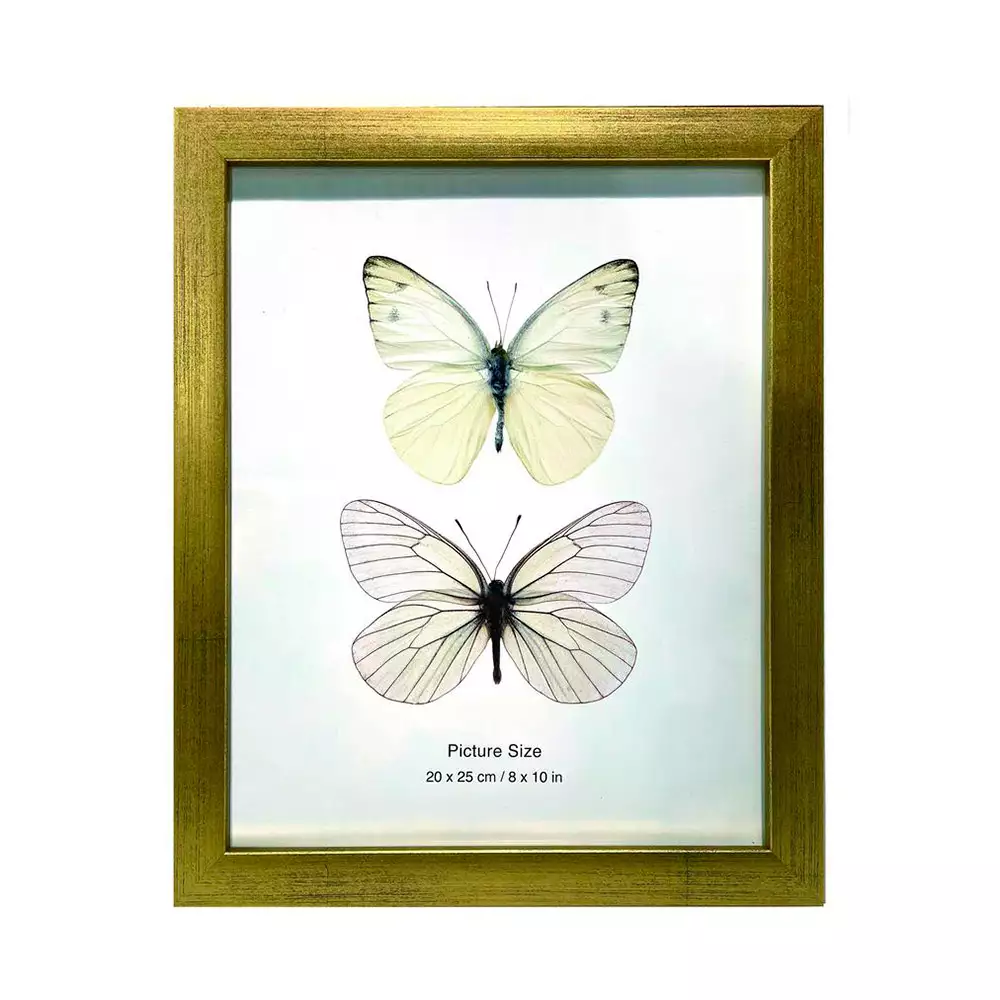 Portaretrato Concepts Luxor 28X1Cm Dorado Mdf 530-871935