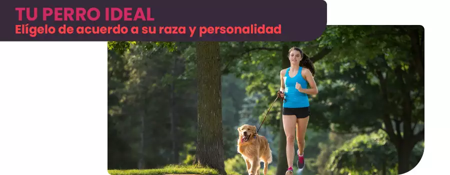 Perro ideal