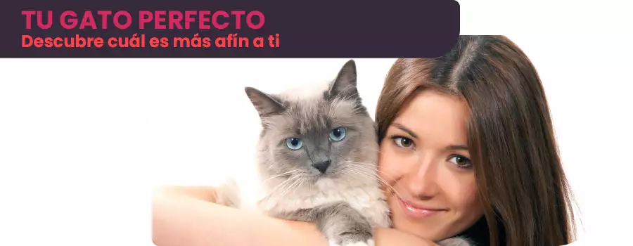 Gato perfecto