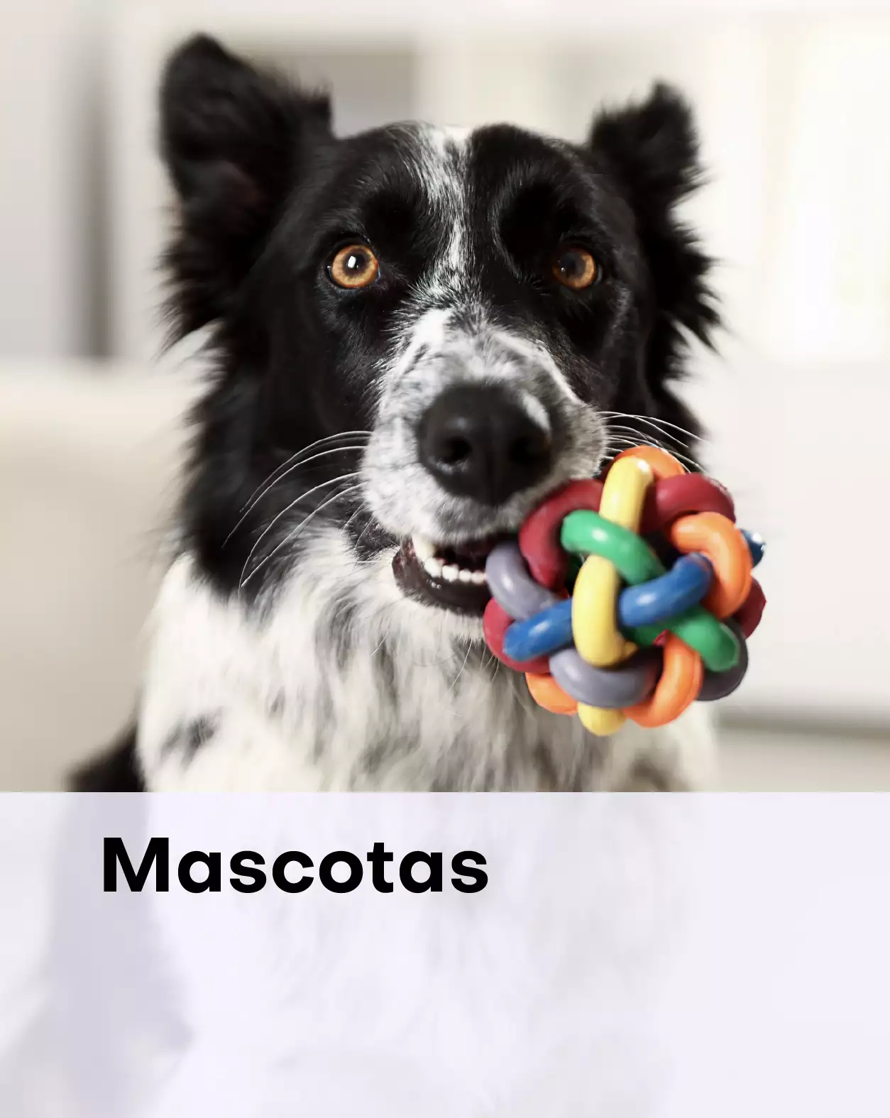 Categoría Mascotas La Plaza Morada - alimentos y accesorios