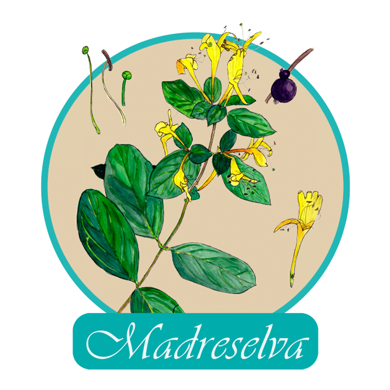 MADRESELVA