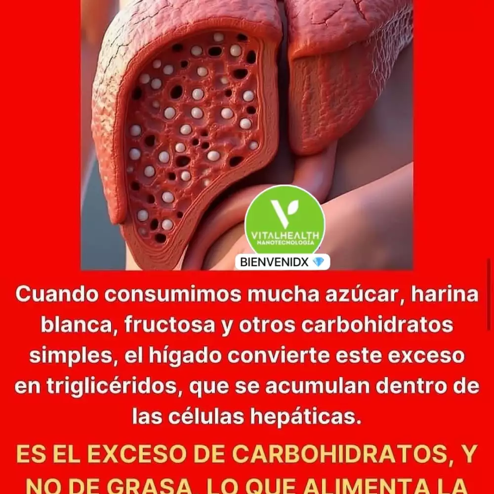 ORGANEX - 60 Cápsulas - Mejora Hígado Graso