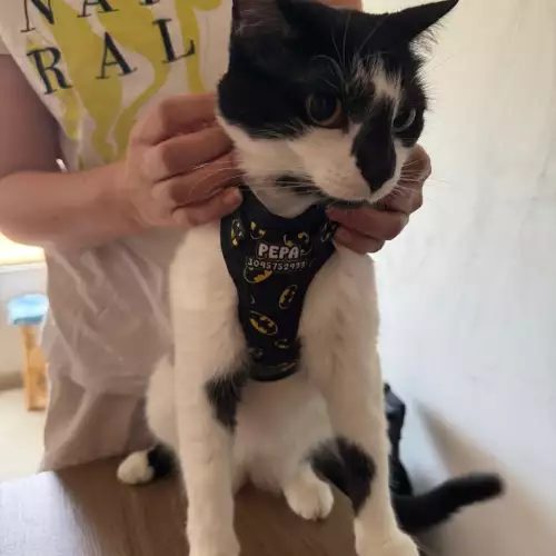 Arnés pechera personalizados para perros o gatos