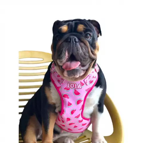 Arnés pechera personalizados para perros o gatos