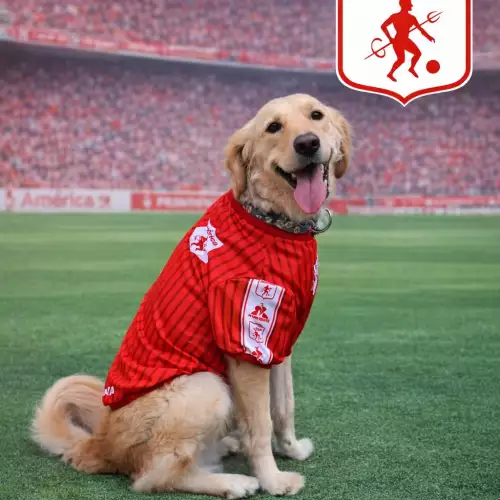 Camisa America de Cali para mascotas