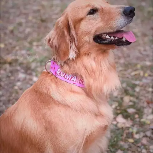 Collar identificación personalizado perro y gato