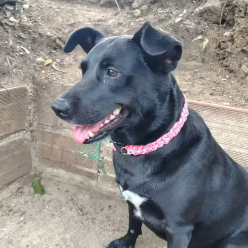 Collar Perro "Dúo de Elegancia"