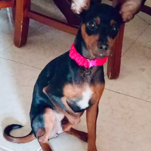 Collar Perro "Dúo de Elegancia"