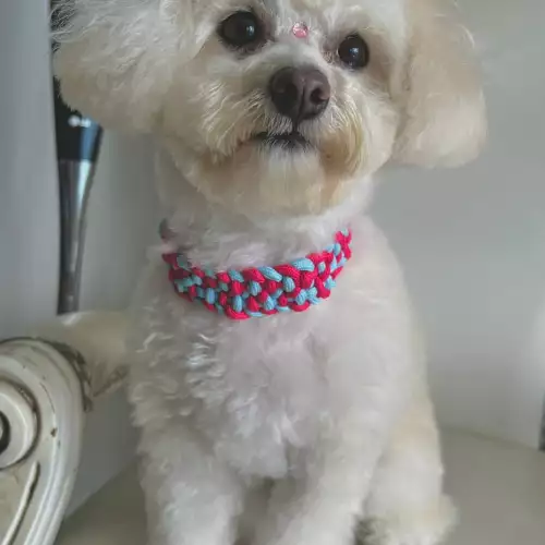 Collar Perro "Dúo de Elegancia"