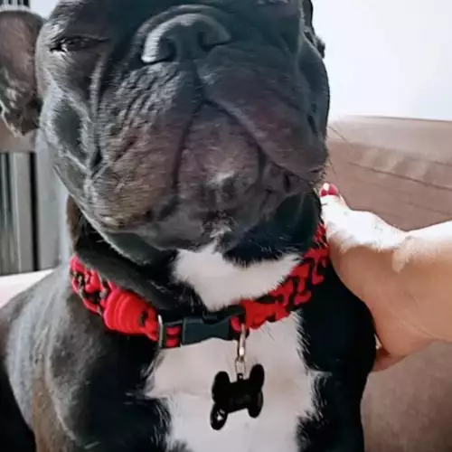 Collar Perro "Dúo de Elegancia"