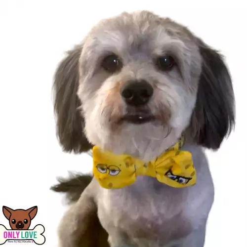 Collar talla M
