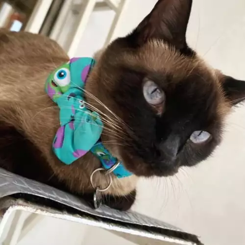 Collar de identificación para mascotas