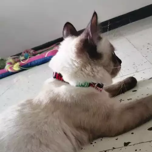 Collar de identificación para mascotas
