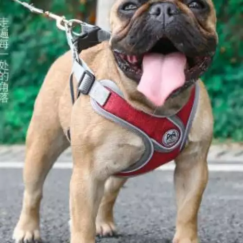 Pechera anti tirones con doble anclaje para perros