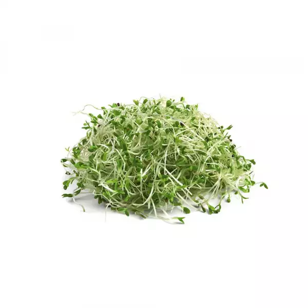 GERMINADO ALFALFA X80g