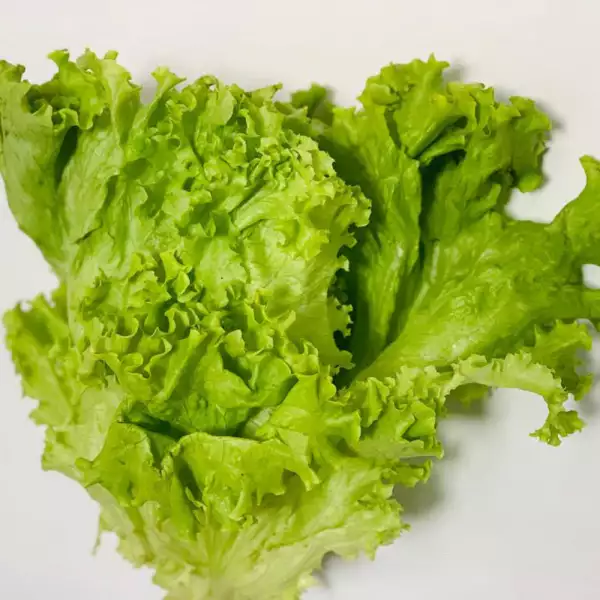 LECHUGA ROMANA UNIDAD ZAPATOCA