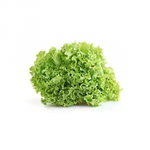 LECHUGA HIDROPONICA UNIDAD