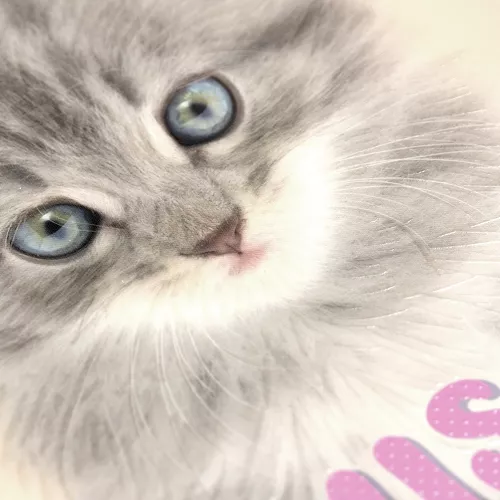 Cuaderno Argollado Frances Cuadro Chico Dogs Miss Purrfect - Cats 100 Hojas