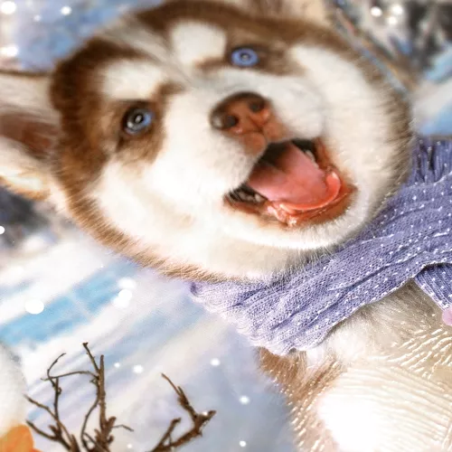 Cuaderno Argollado Frances Cuadro Chico Dogs Winter wonderland - Dogs 100 Hojas