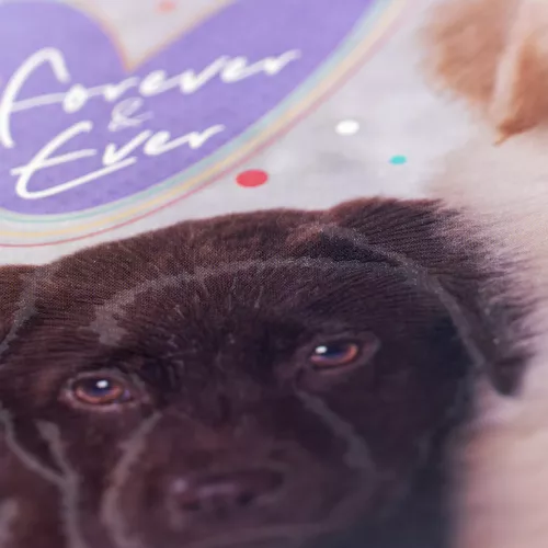 Cuaderno Argollado Frances Raya Dogs Forever and Ever 100 Hojas