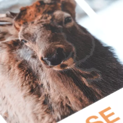 Cuaderno Argollado Profesional Cuadro Grande Ecoplanet Moose Tundra White